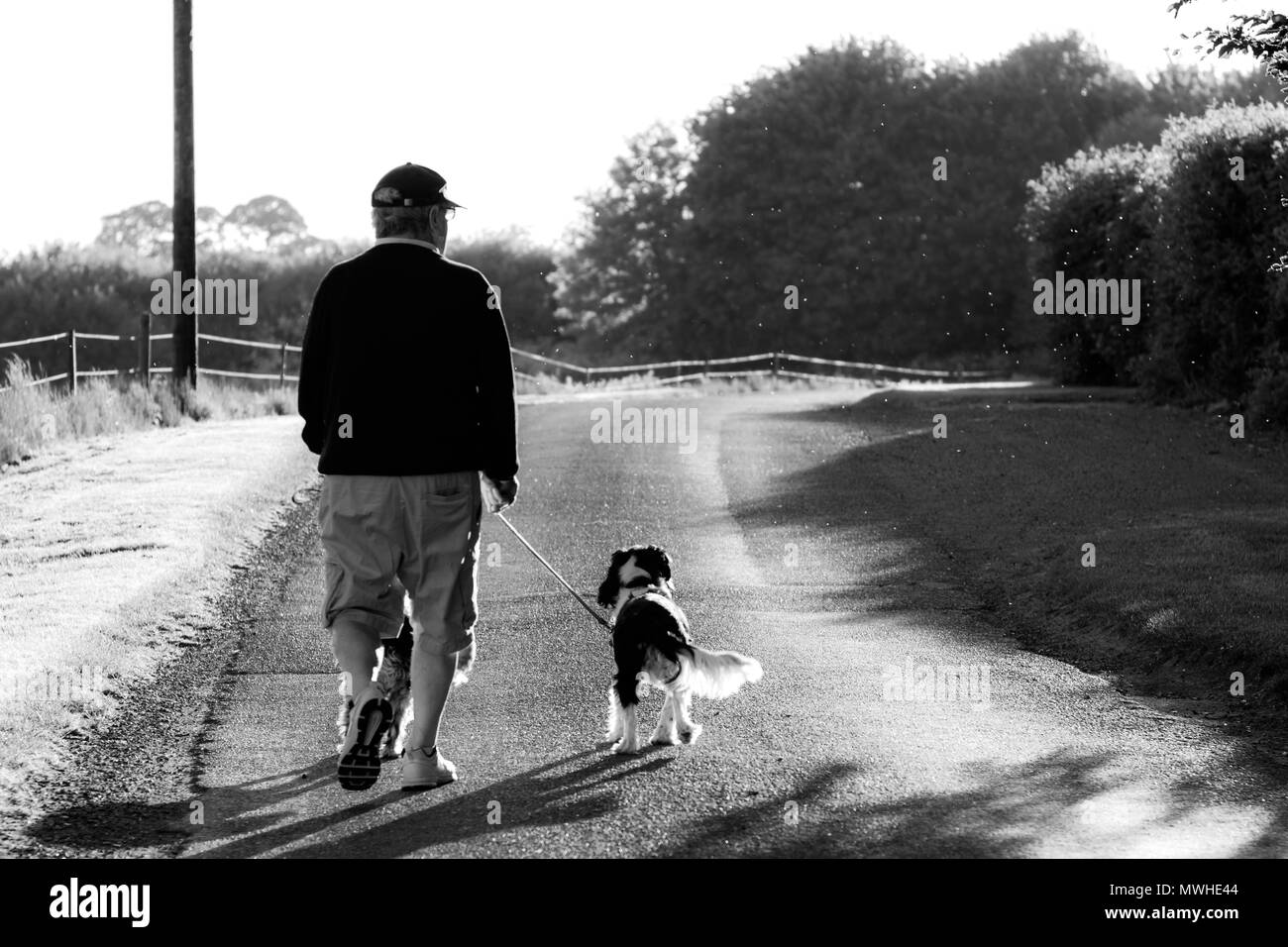 Un homme âgé à ses chiens en noir et blanc Banque D'Images