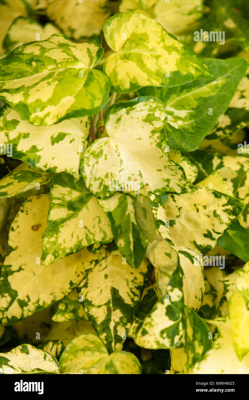 Hedera helix 'Midas Touch' Banque D'Images