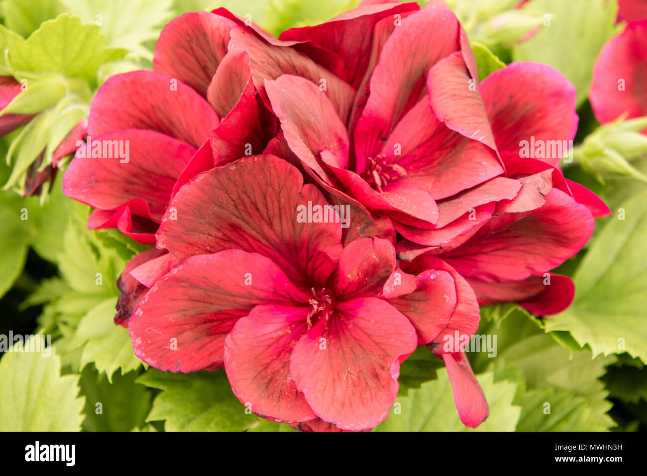 Regal Pelargonium 'Aldwyck' Banque D'Images