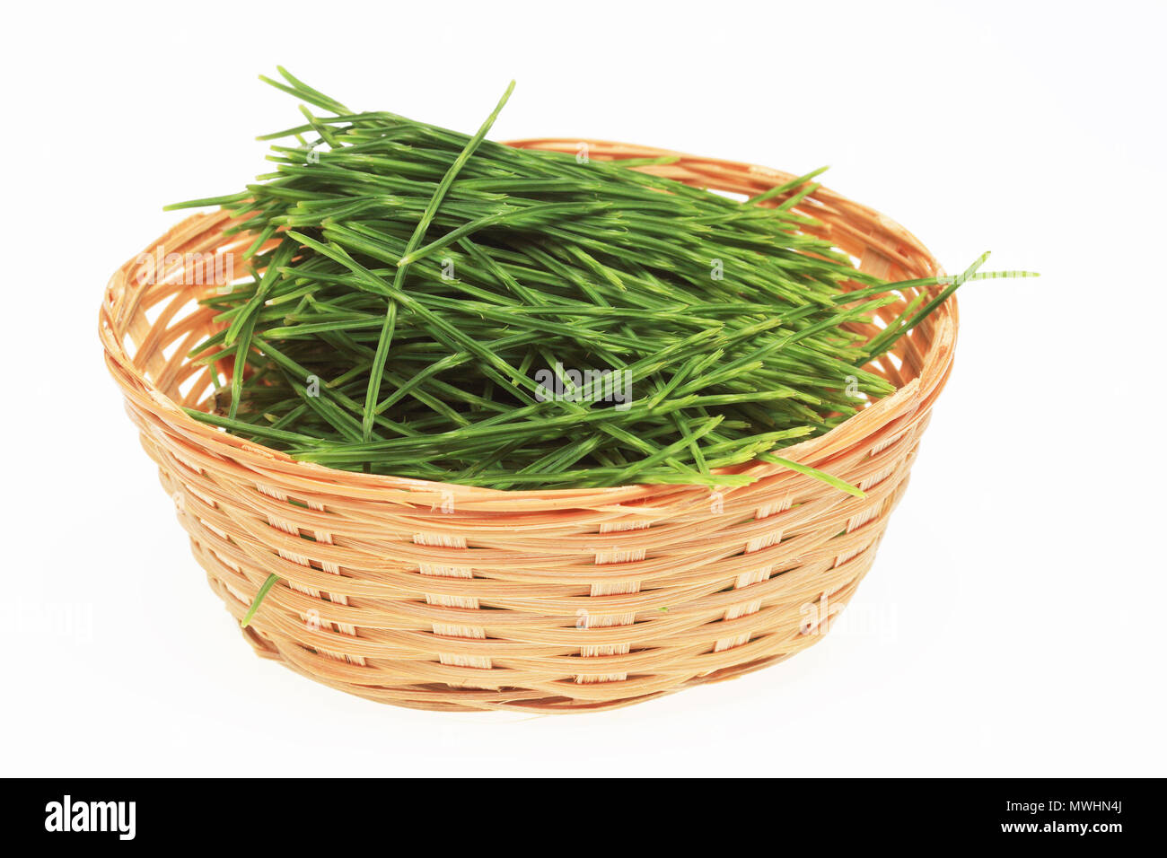 Plante médicinale, Equisetum arvense, la prêle des champs ou prêle commune Banque D'Images