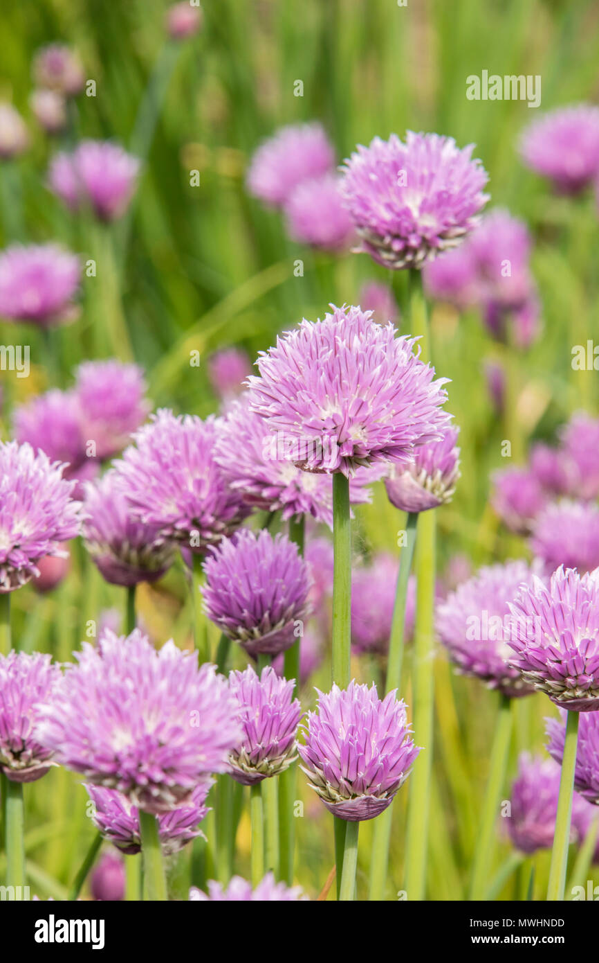 La ciboulette (Allium schoenoprasum) Banque D'Images