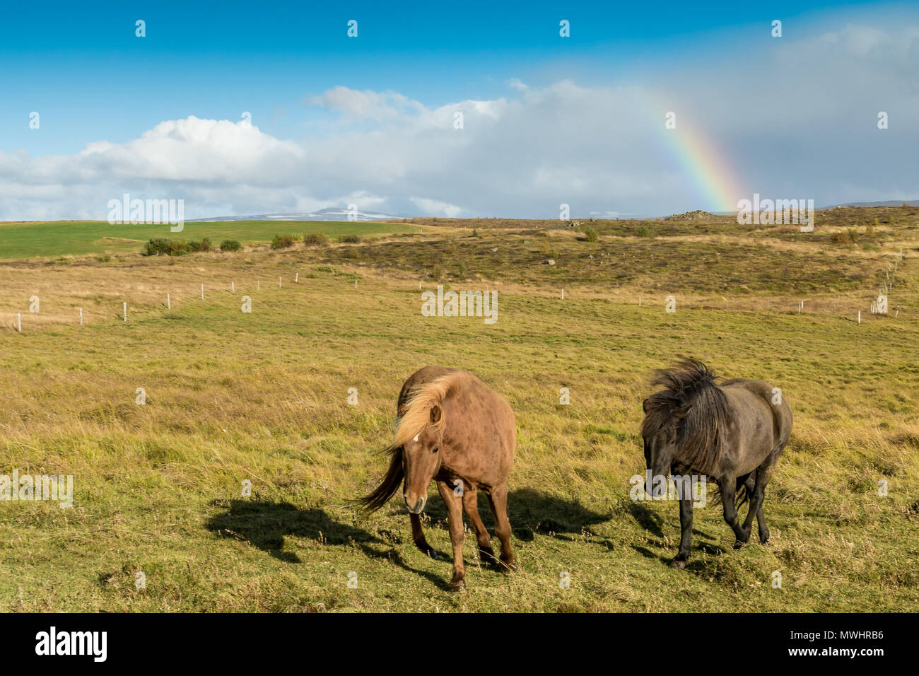 Cheval islandais dans des conditions de grand vent Banque D'Images