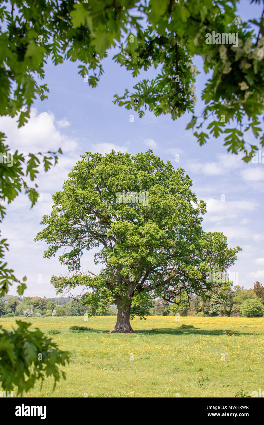 Arbre de chêne français dans une prairie d'été, England, UK Banque D'Images