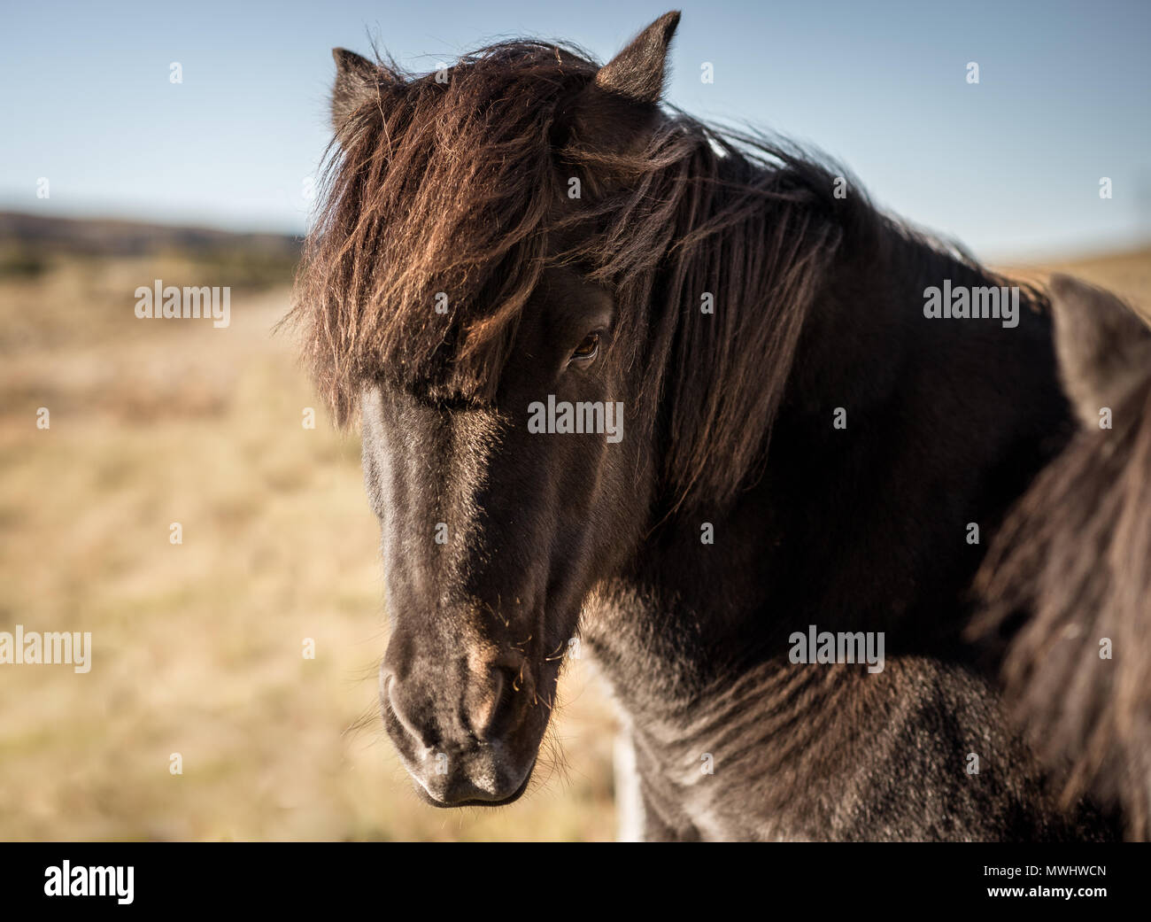 Cheval islandais sur une prairie dans le sud de l'islande Banque D'Images