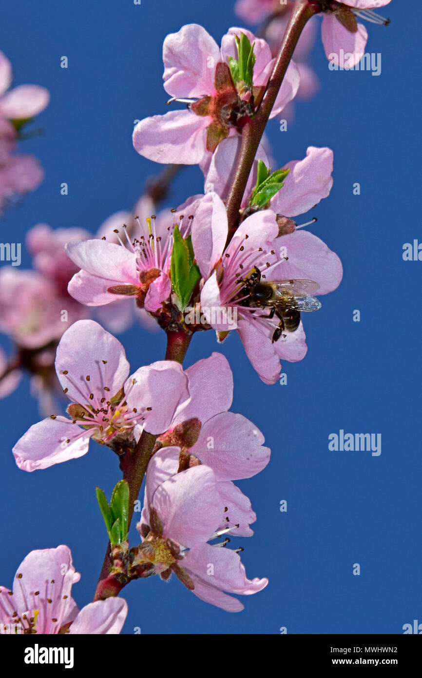 Rose pêche fleurs sur une brindille et le nectar à la recherche d'abeille sur fond de ciel bleu clair Banque D'Images