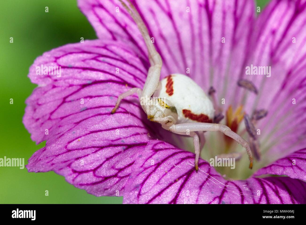 Araignée crabe (Misumena vatia) sur le géranium fleur, East Sussex, UK Banque D'Images