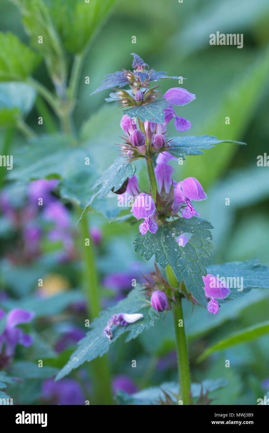 Lamium maculatum fleurs close up shot orientation locale Banque D'Images