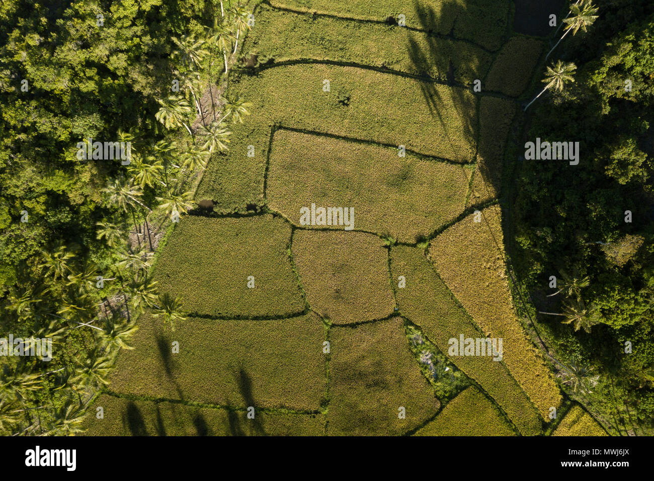 Un champ de riz aux Philippines de drone. Banque D'Images