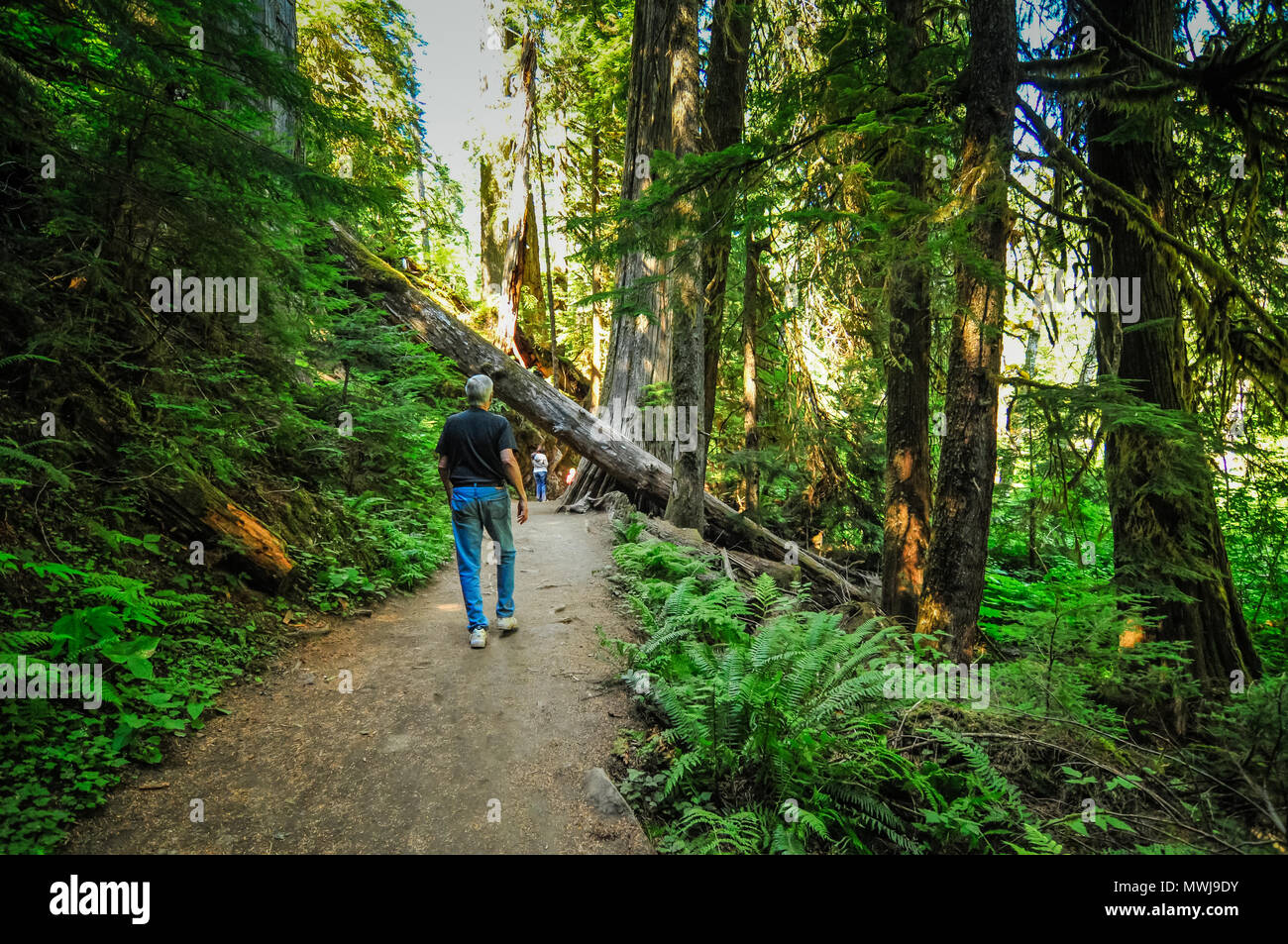 La forêt de cèdres à Mt. Rainier National Park, Washington State, USA Banque D'Images