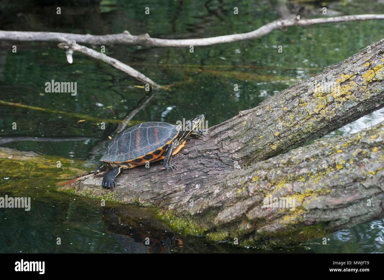 Tortue peinte de l'Ouest, de sexe masculin (Chrysemys picta), espèce non indigène libérés dans un lac de Regents Park, Londres, Royaume-Uni Banque D'Images