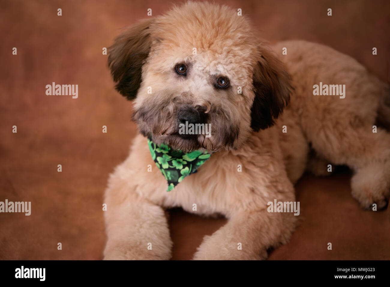 Soft Coated Wheaton Terrier caniche Portrait Banque D'Images