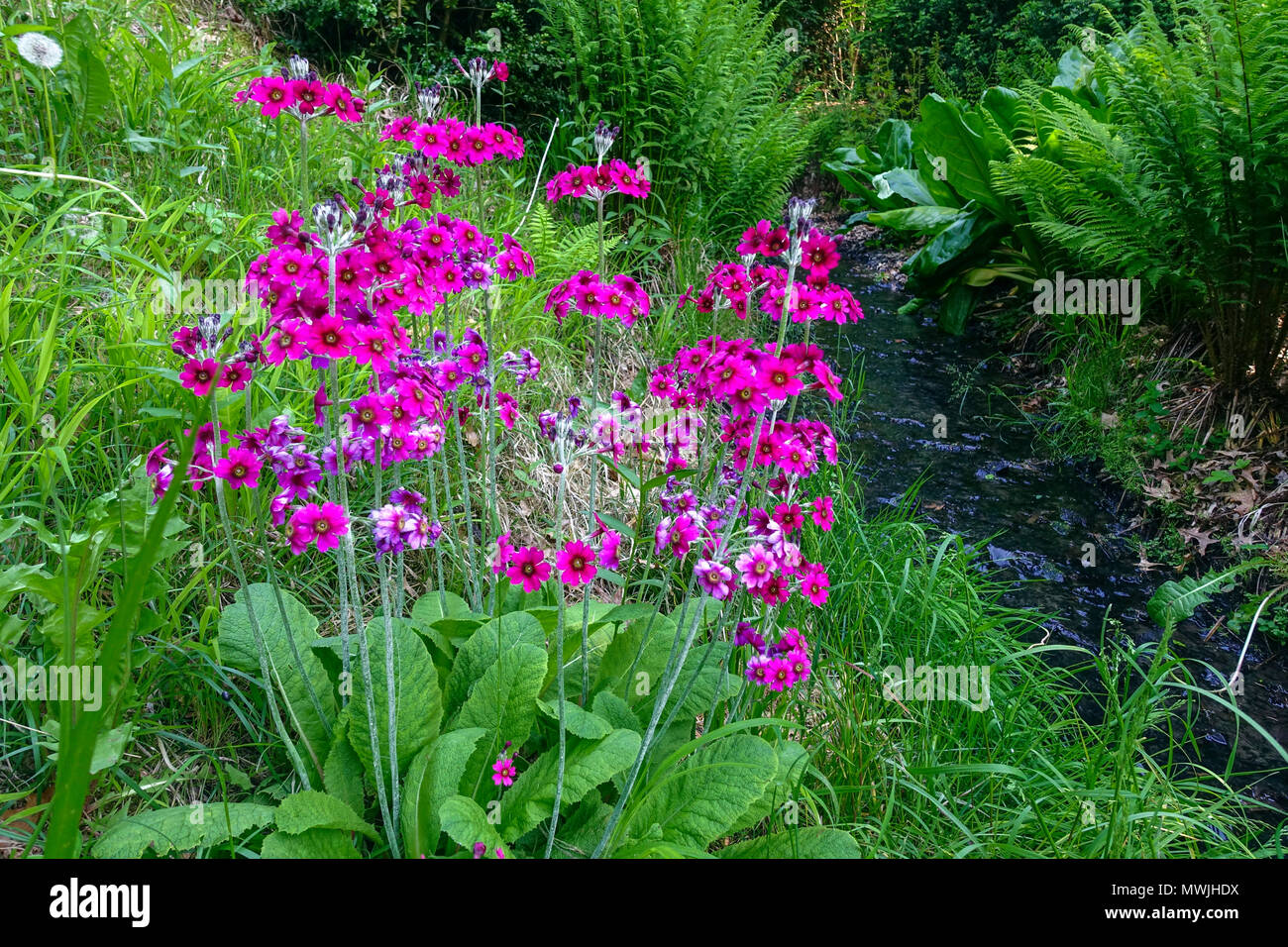Candelabra Primrose Primula pulverulenta pousse au cours d'eau du jardin au printemps Banque D'Images