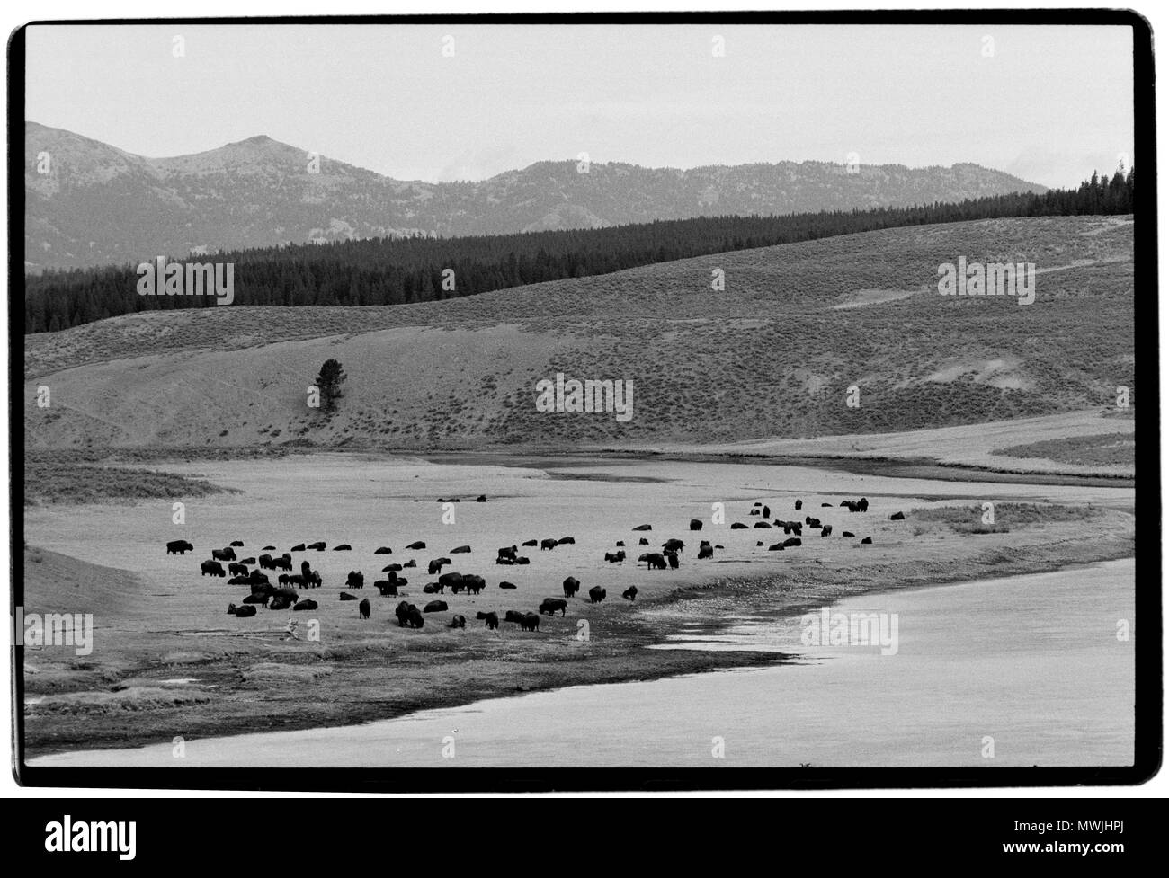 Le Parc National de Yellowstone, Wyoming-Montana, USA. 1988 Le Parc National de Yellowstone est un parc national situé dans les états américains du Wyoming, du Montana et l'Idaho. Il a été établi par le Congrès américain et signée par le président Ulysses S. Grant le 1 mars 1872. Yellowstone a été le premier parc national aux États-Unis et est également largement tenu pour être le premier parc national au monde.[6] Le parc est connu pour sa faune et ses nombreuses caractéristiques géothermiques, notamment Old Faithful Geyser, l'une de ses caractéristiques les plus populaires.[7] Il a de nombreux types d'écosystèmes, mais la forêt subalpine est le plus abu Banque D'Images