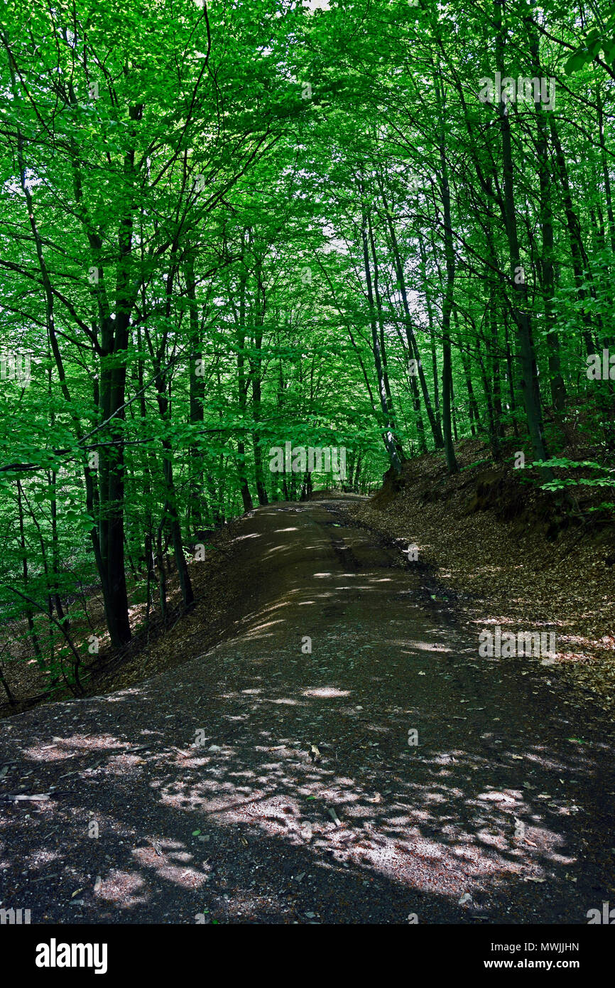 Ombre verte sur une route forestière Banque D'Images
