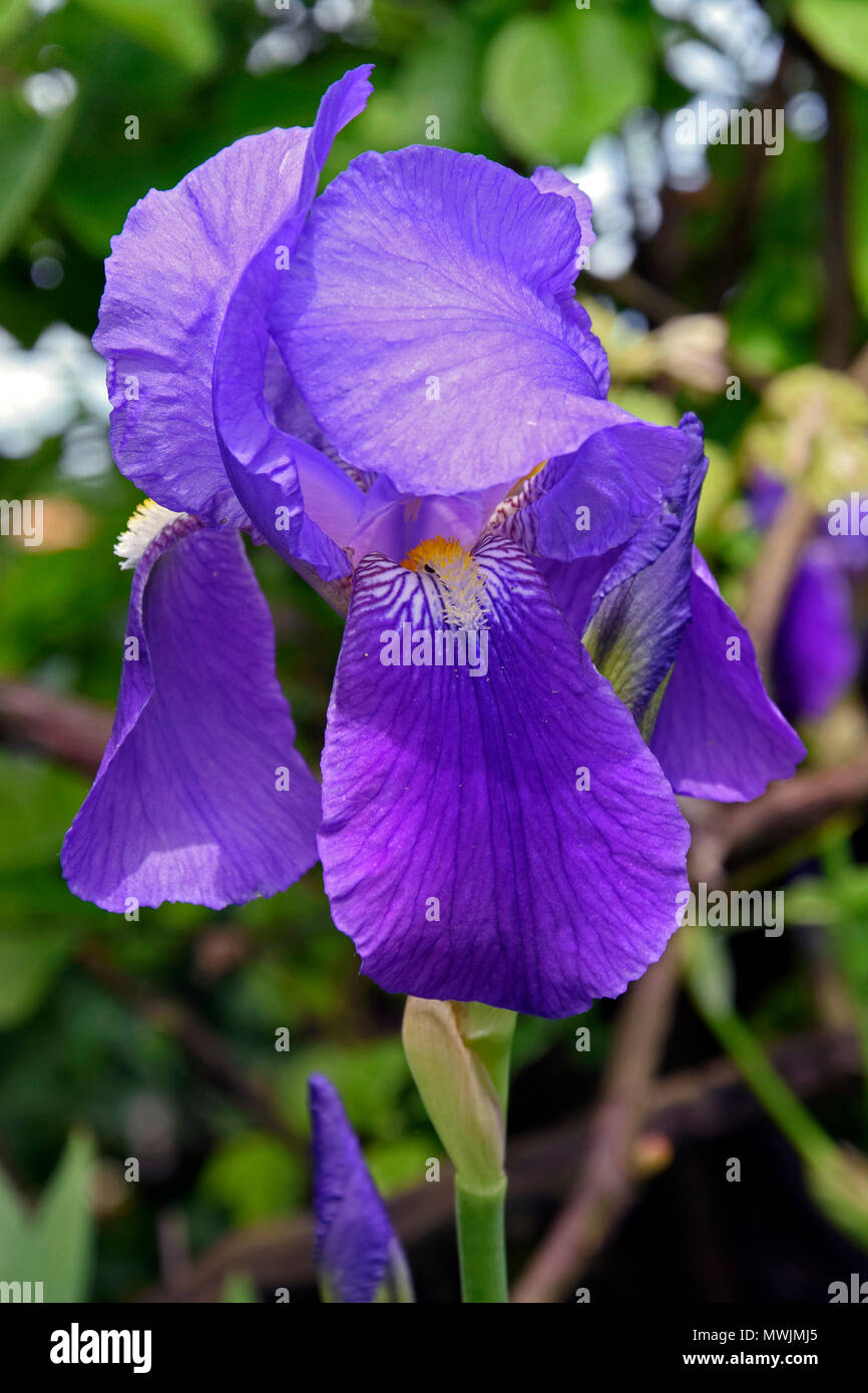 Vue rapprochée sur bleu iris (iris germanica) avec teinte violette, l'arrière-plan flou, la lumière du soleil chaude Banque D'Images