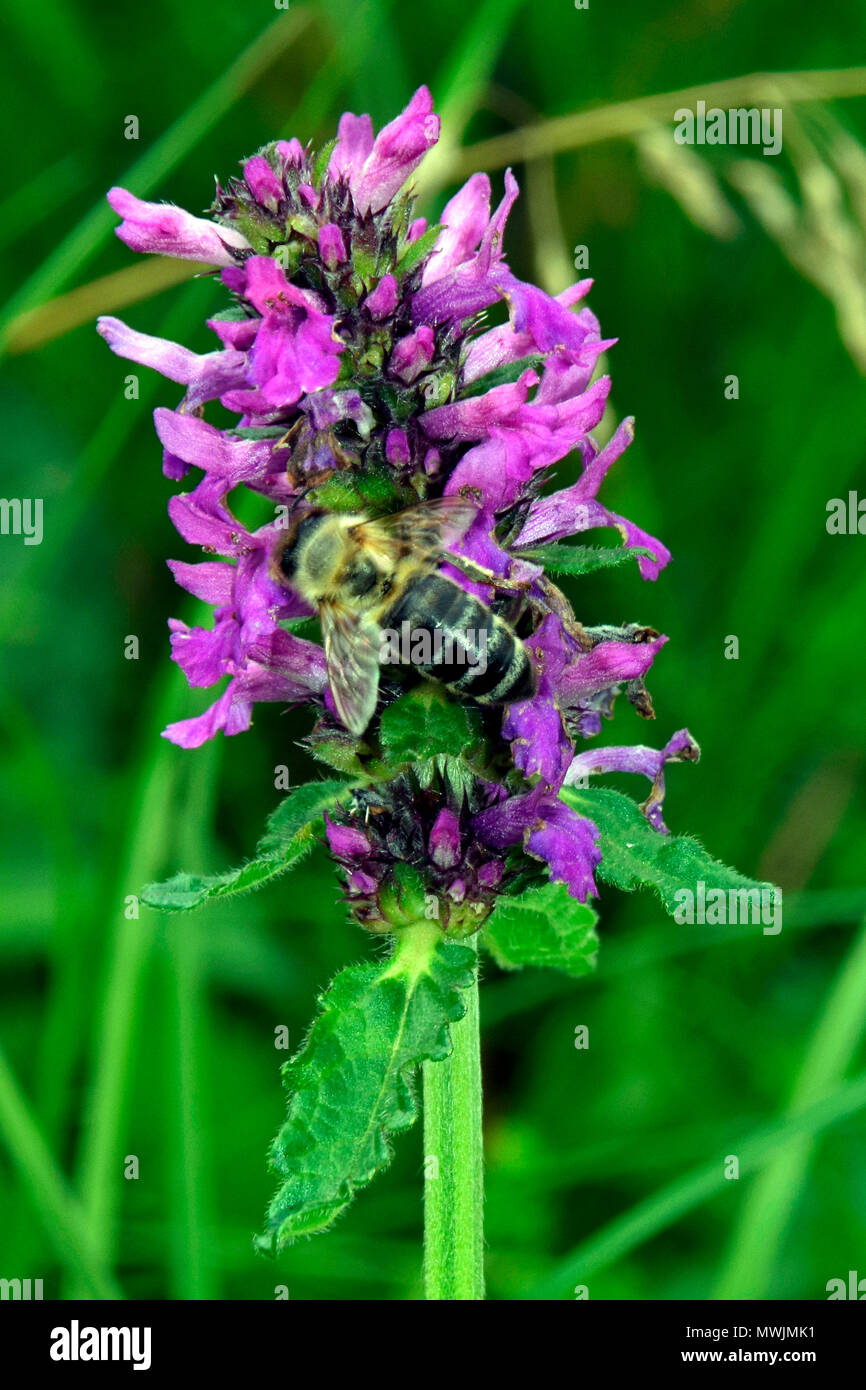 Vue rapprochée d'une collecte de nectar abeille sur une ortie-morts violet Banque D'Images