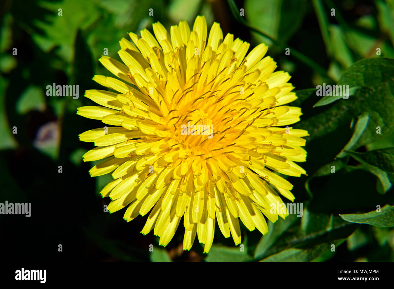 La complexité d'un jaune pissenlit fleur épanouie en vue rapprochée Banque D'Images