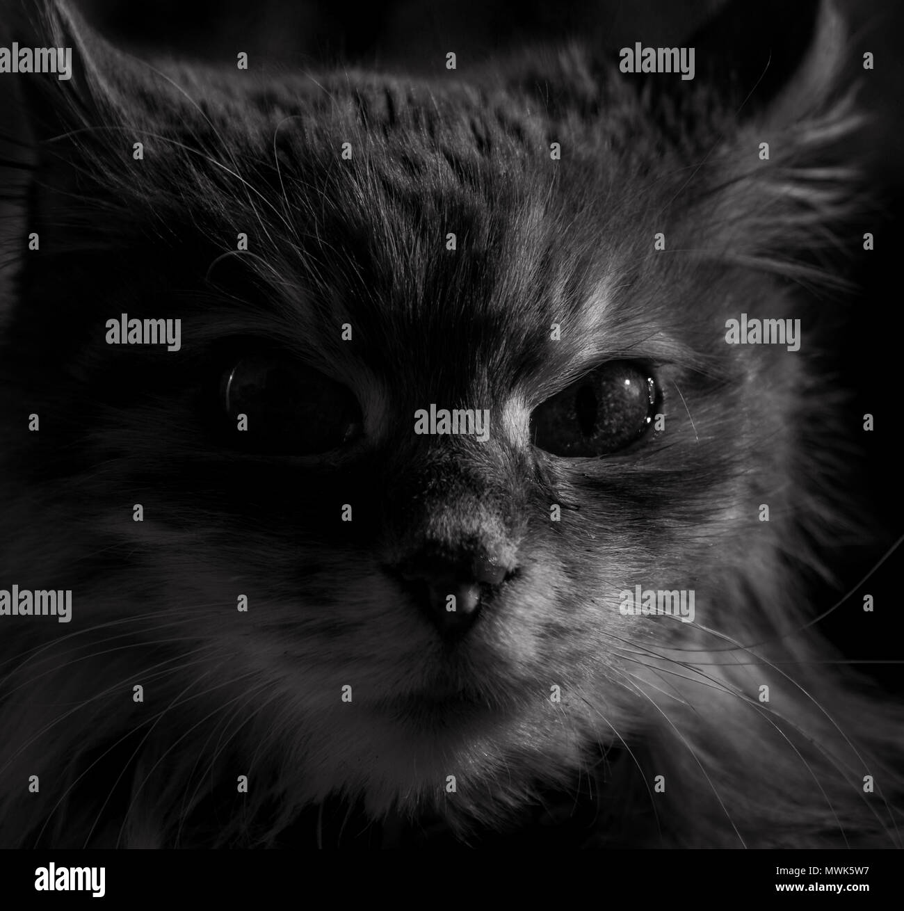 Noir et blanc haute qualité portrait de la face d'un chat Banque D'Images