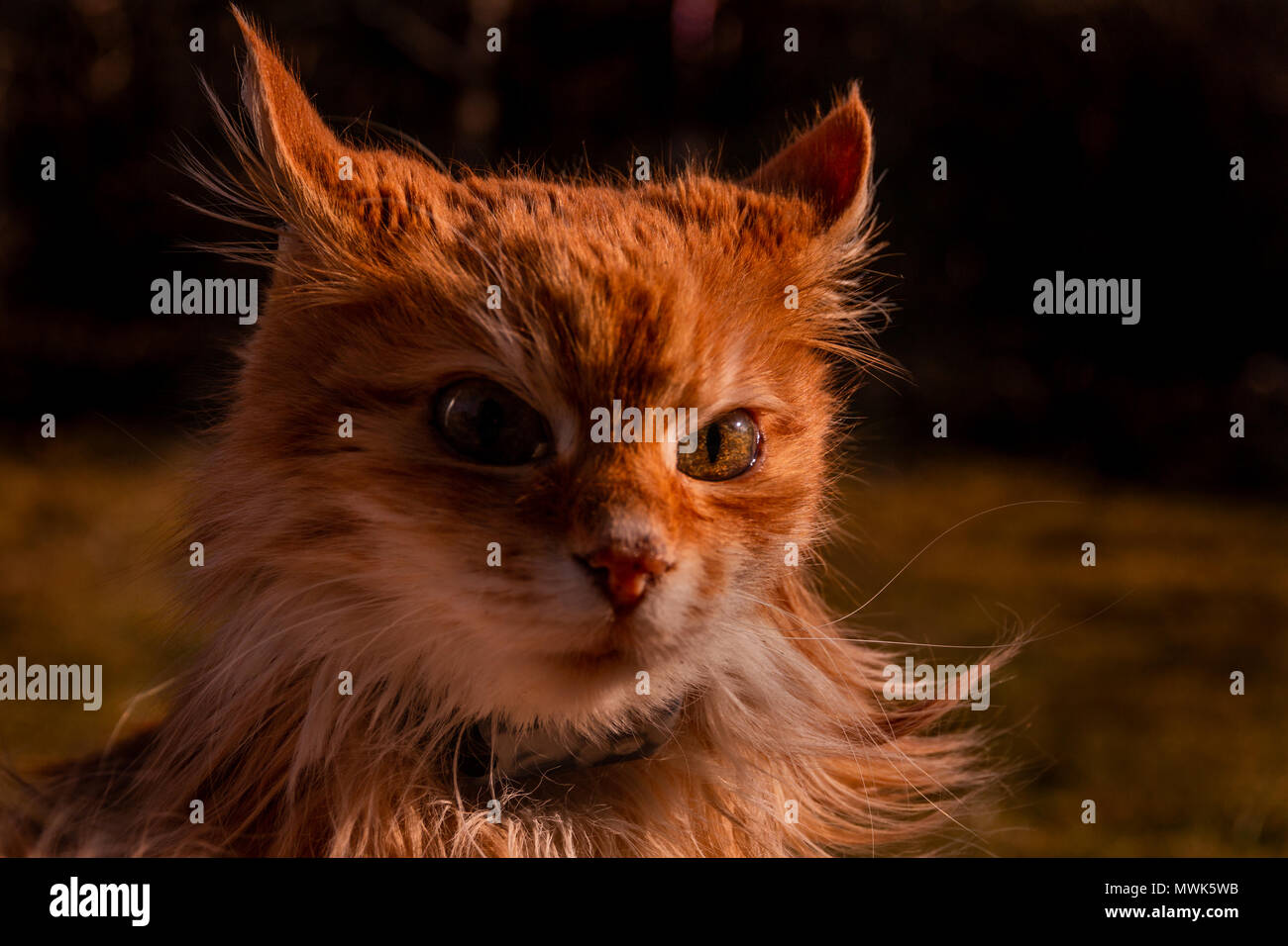 Portrait d'un chat à poils longs rouge assis dehors au printemps Banque D'Images