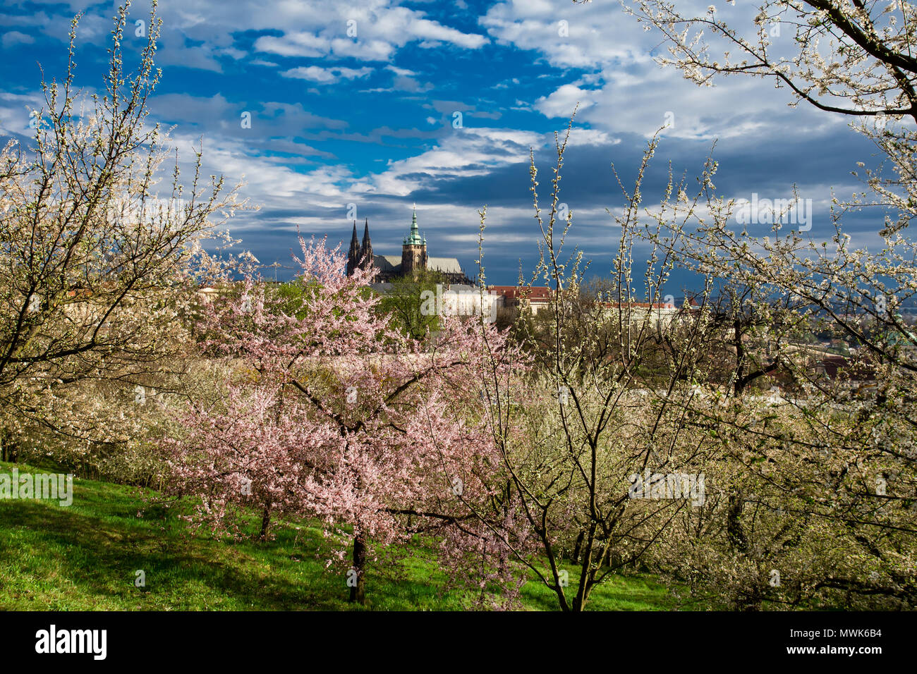 La floraison du printemps de Prague, vue sur le jardin en dessous du château de Prague, République Tchèque Banque D'Images