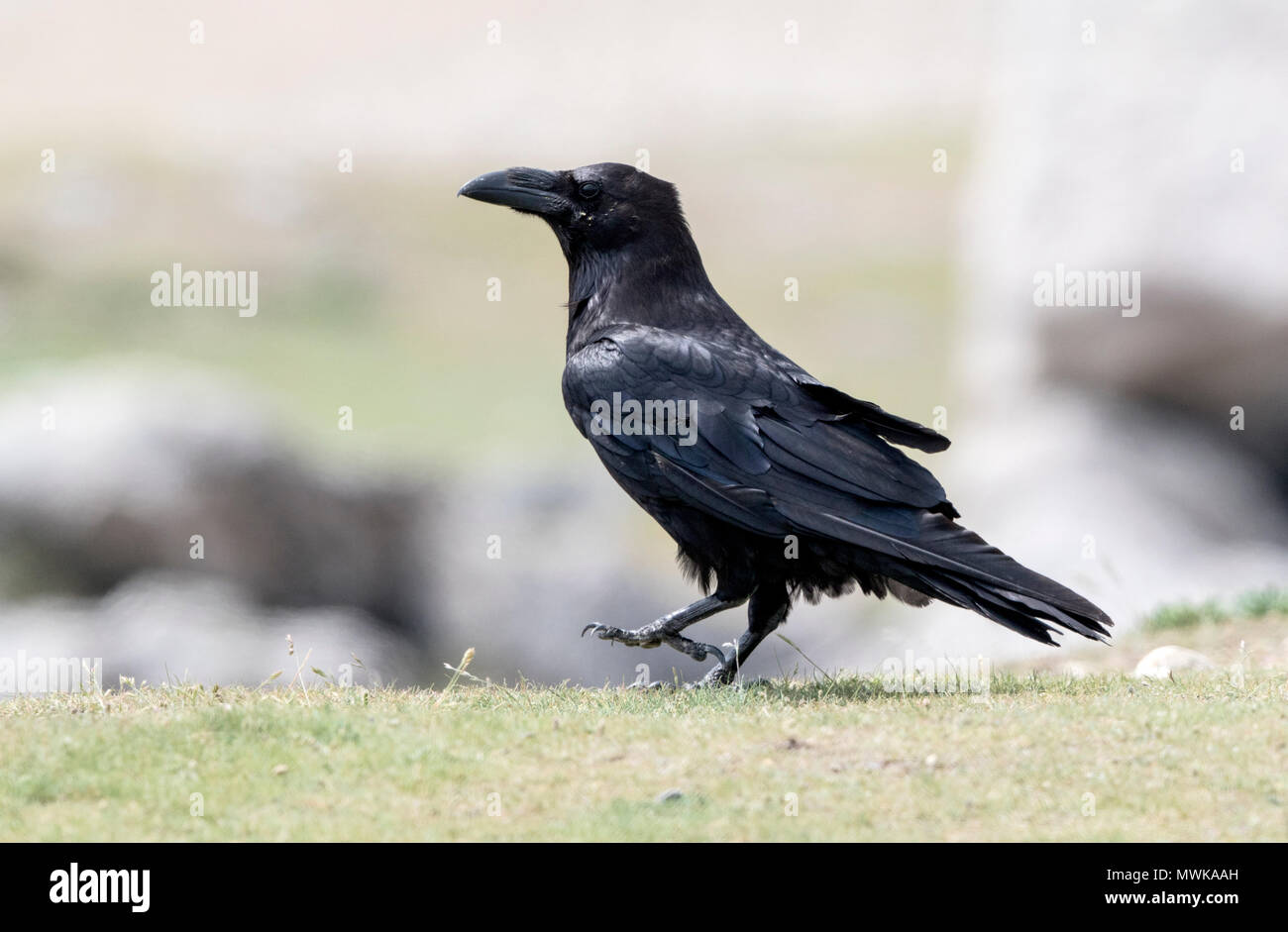 Grand corbeau Corvus corax adultes perché sur le roc, Dorset, England ...
