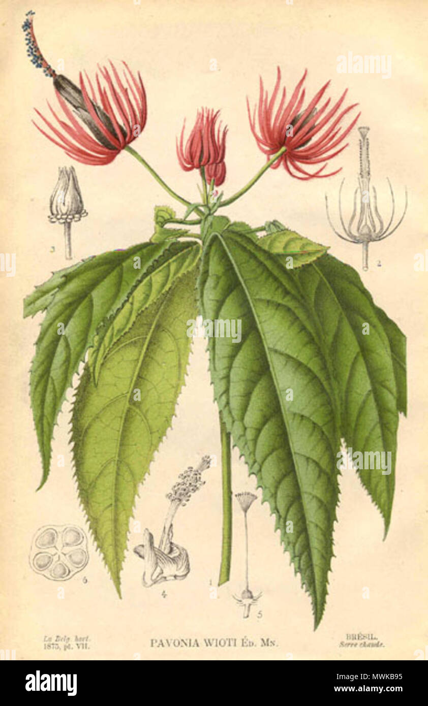 . Pavonia multiflora . 1875. Charles Jacques Édouard Morren 473 Pavonia multiflora (P.wioti) Banque D'Images