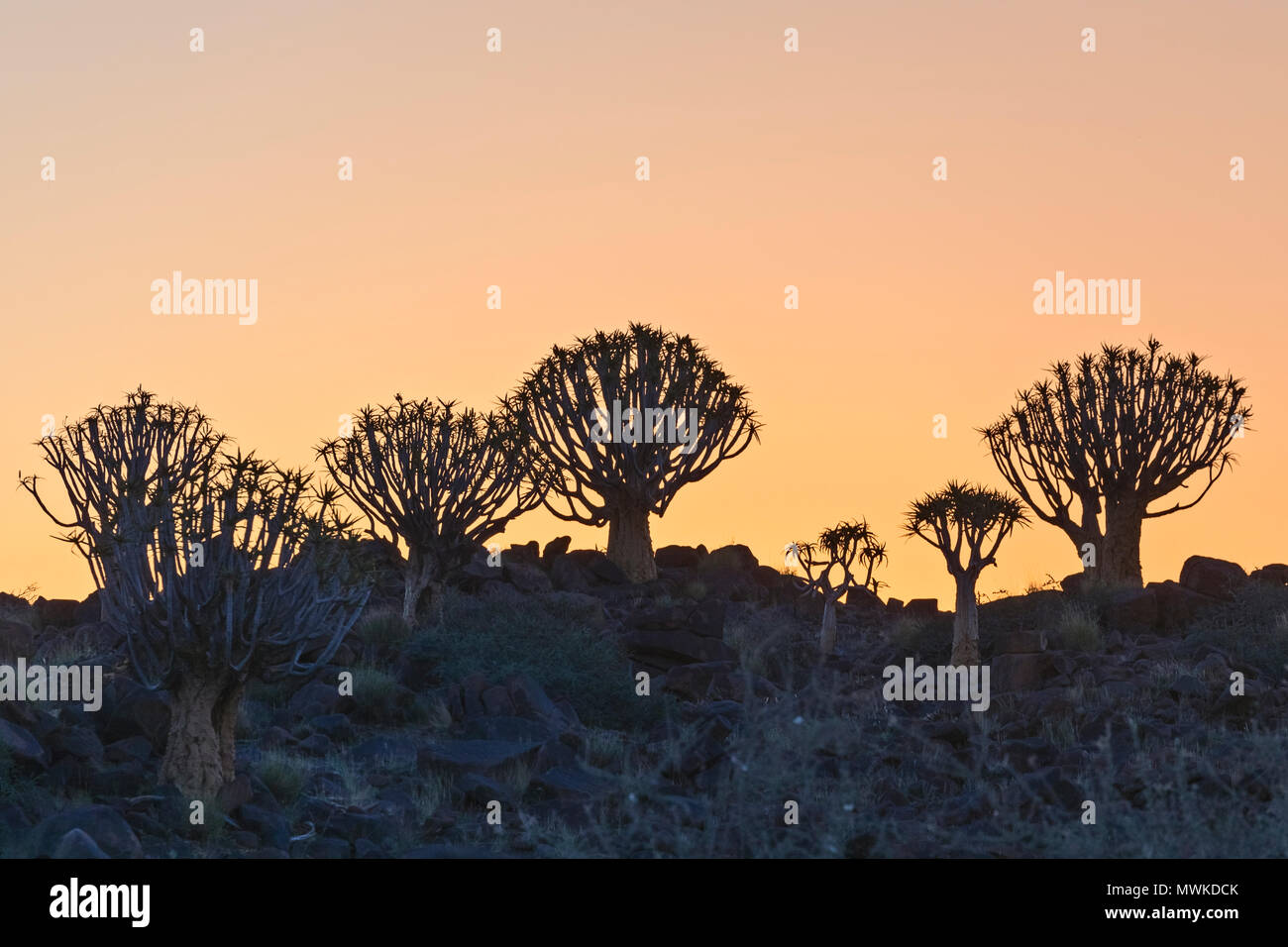 Quiver Tree Forest, Keetmanshoop, Namibie, Afrique du Sud Banque D'Images