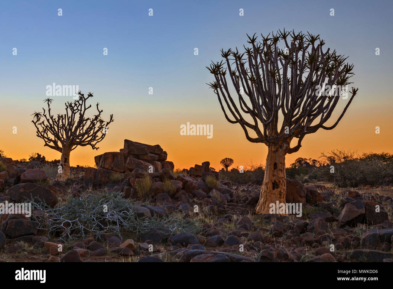 Quiver Tree Forest, Keetmanshoop, Namibie, Afrique du Sud Banque D'Images