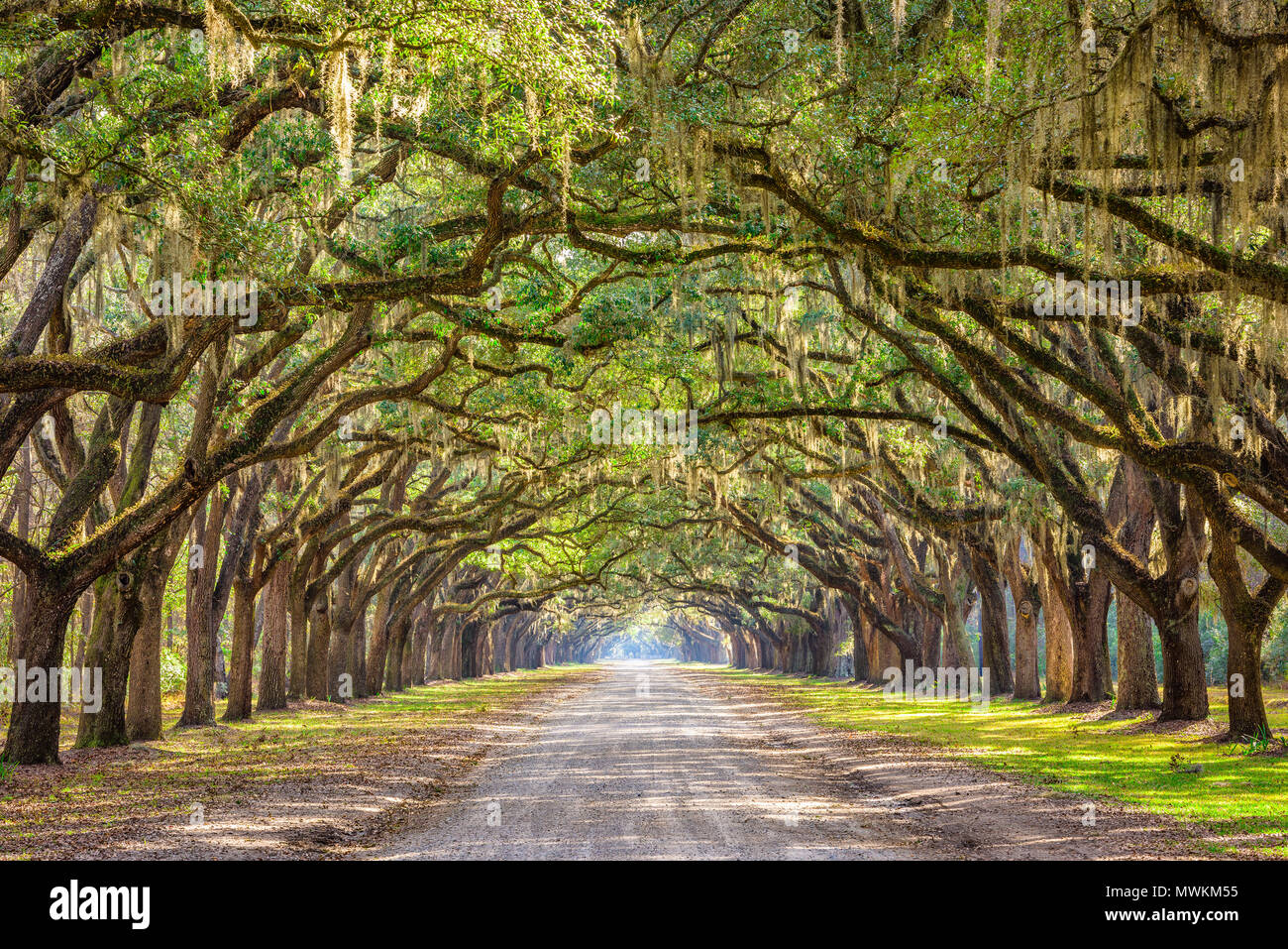 Savannah, Georgia, USA chêne historique chemin de terre bordé d'arbres. Banque D'Images