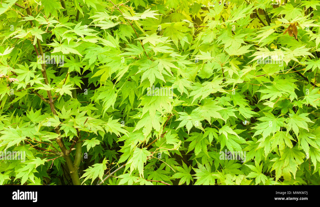 Un cluster de feuilles vertes sur un Acer palmatum arbre dans un jardin anglais sur une journée ensoleillée. Banque D'Images