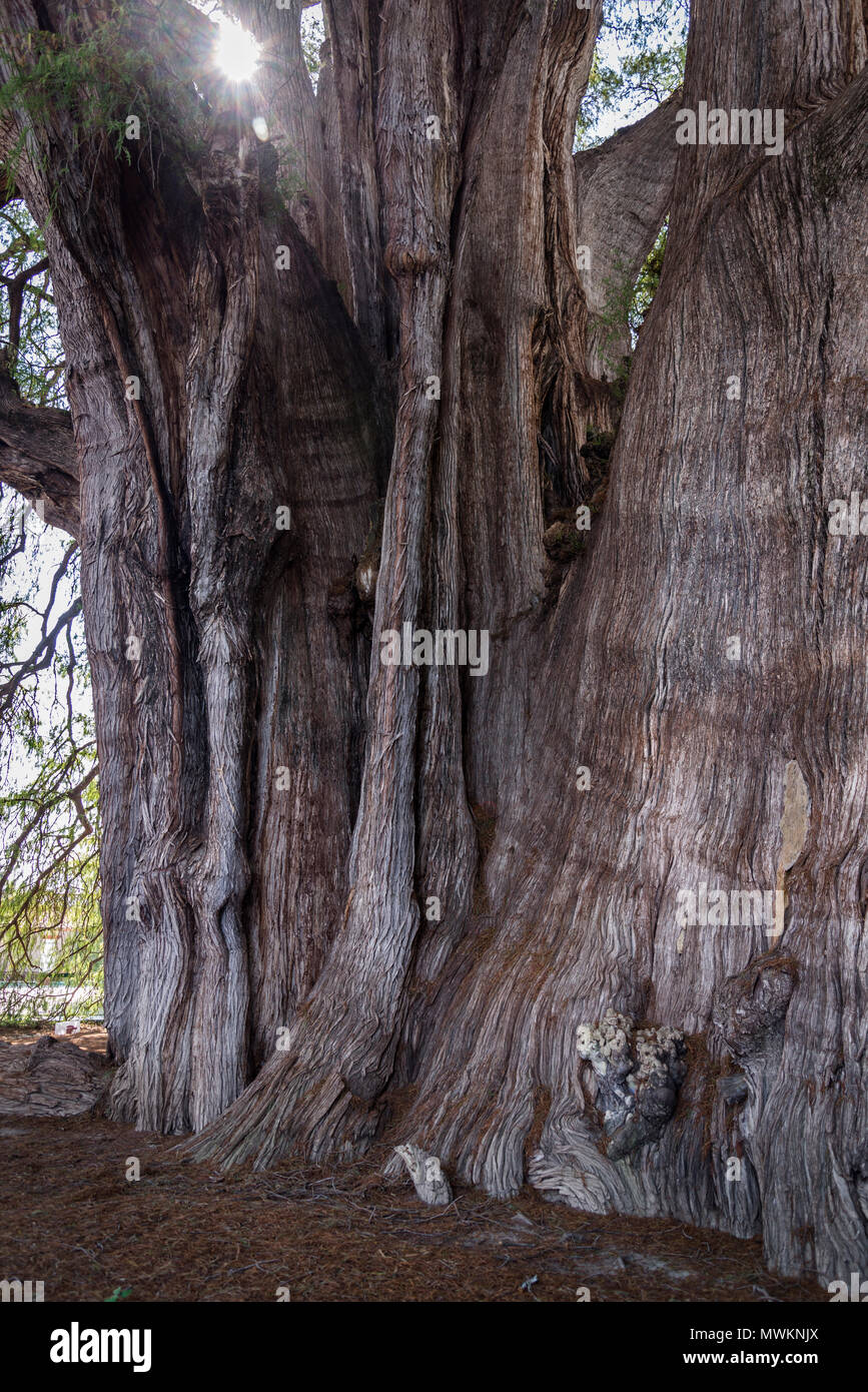 Arbre de Tule, situé dans l'enceinte de l'église dans le centre-ville de Santa María del Tule. C'est un cyprès de Montezuma (Taxodium mucronatum), ou ahuehuete. Banque D'Images