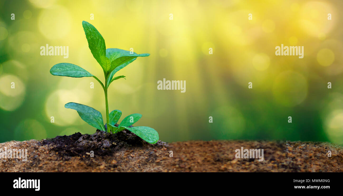 La Journée mondiale de l'environnement les jeunes semis Plantation plante dans la lumière du matin sur fond nature Banque D'Images