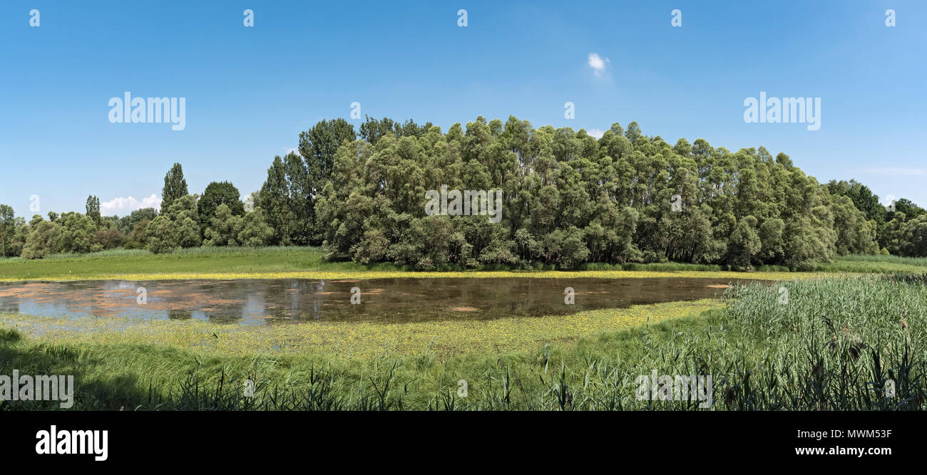 L'Bird Sanctuary et Kuehkopf Knoblochsaue réserve naturelle, Hesse, Allemagne Banque D'Images