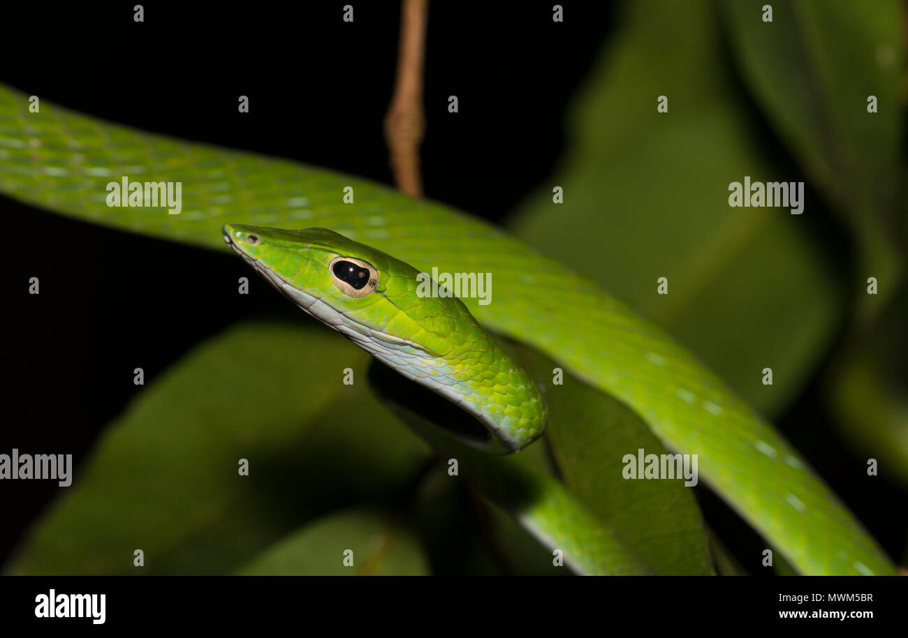 Whip Oriental ou serpent serpent de vigne (Ahaetulla prasina) dans un arbre dans la forêt tropicale de la Thaïlande. Banque D'Images