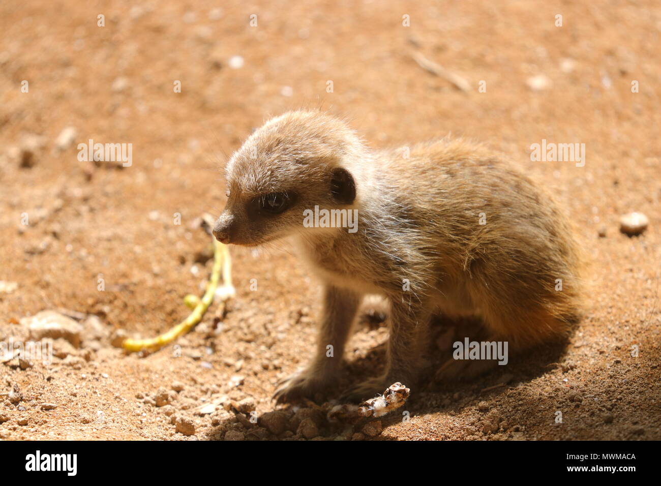 Meerkat Zoo de Newquay à bébé Banque D'Images