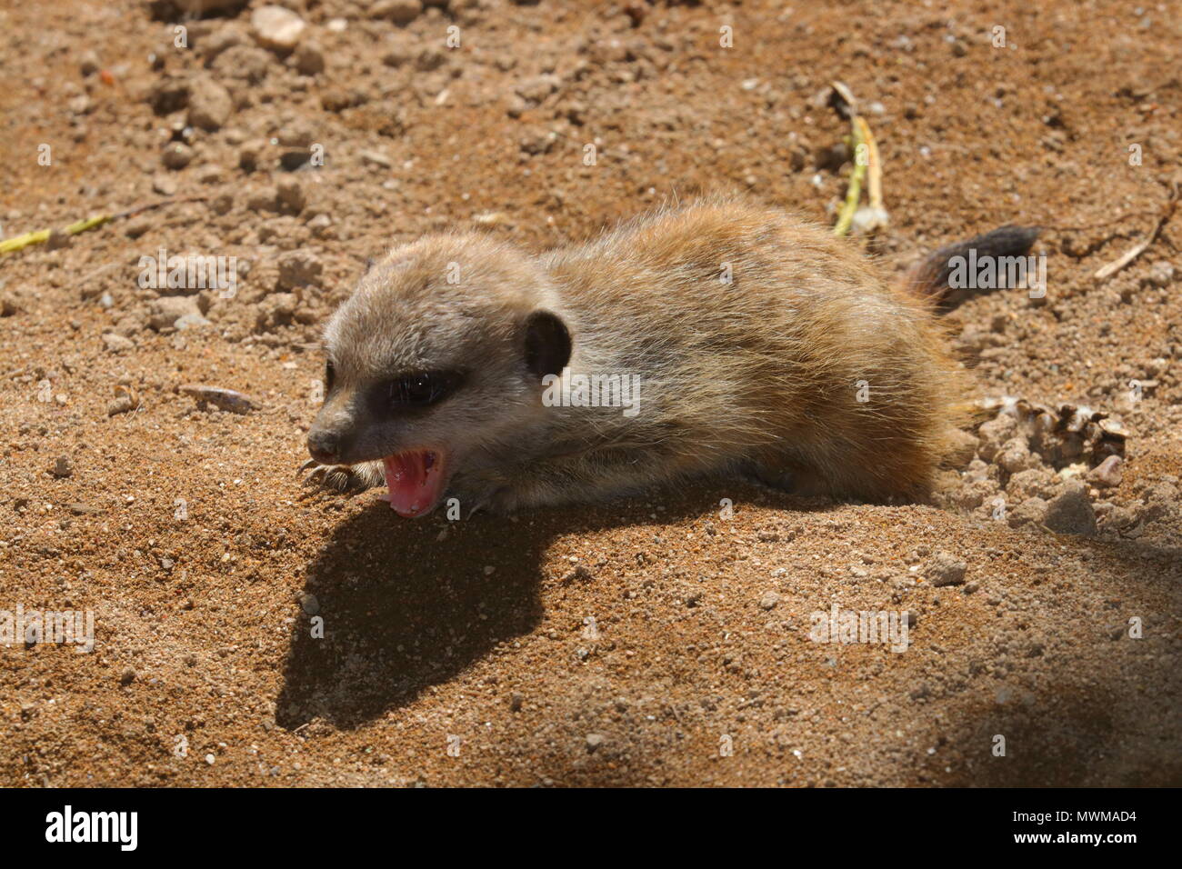 Meerkat Zoo de Newquay à bébé Banque D'Images