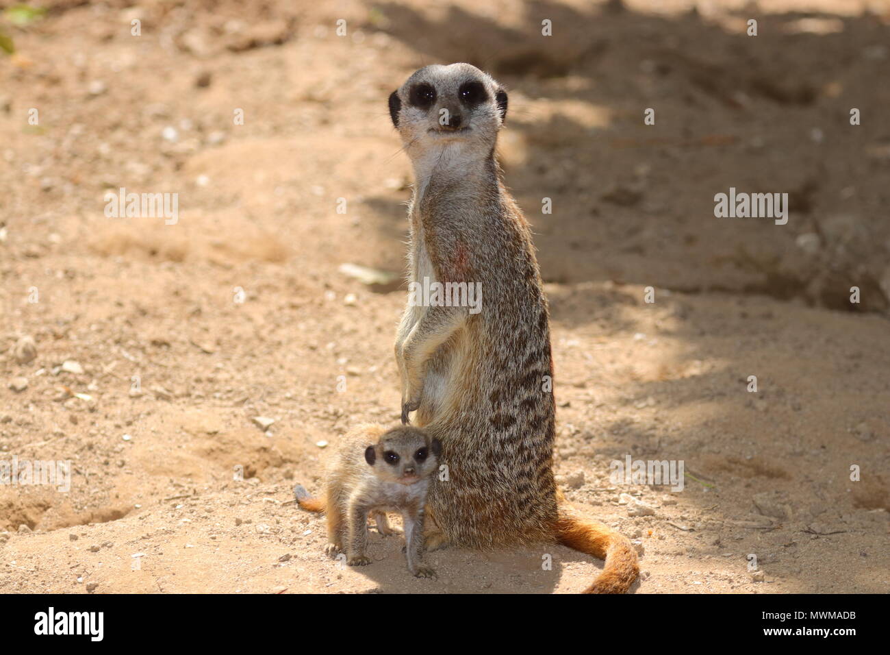 Meerkat Zoo de Newquay à bébé Banque D'Images