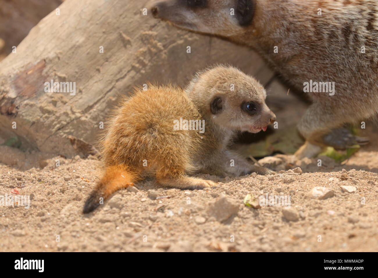 Meerkat Zoo de Newquay à bébé Banque D'Images