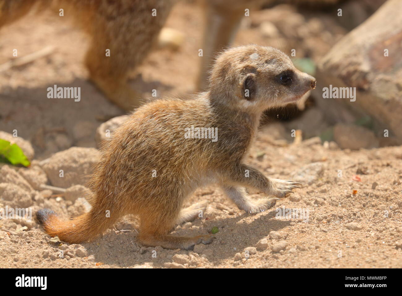 Meerkat Zoo de Newquay à bébé Banque D'Images