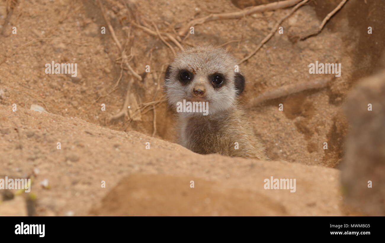Meerkat Zoo de Newquay à bébé Banque D'Images