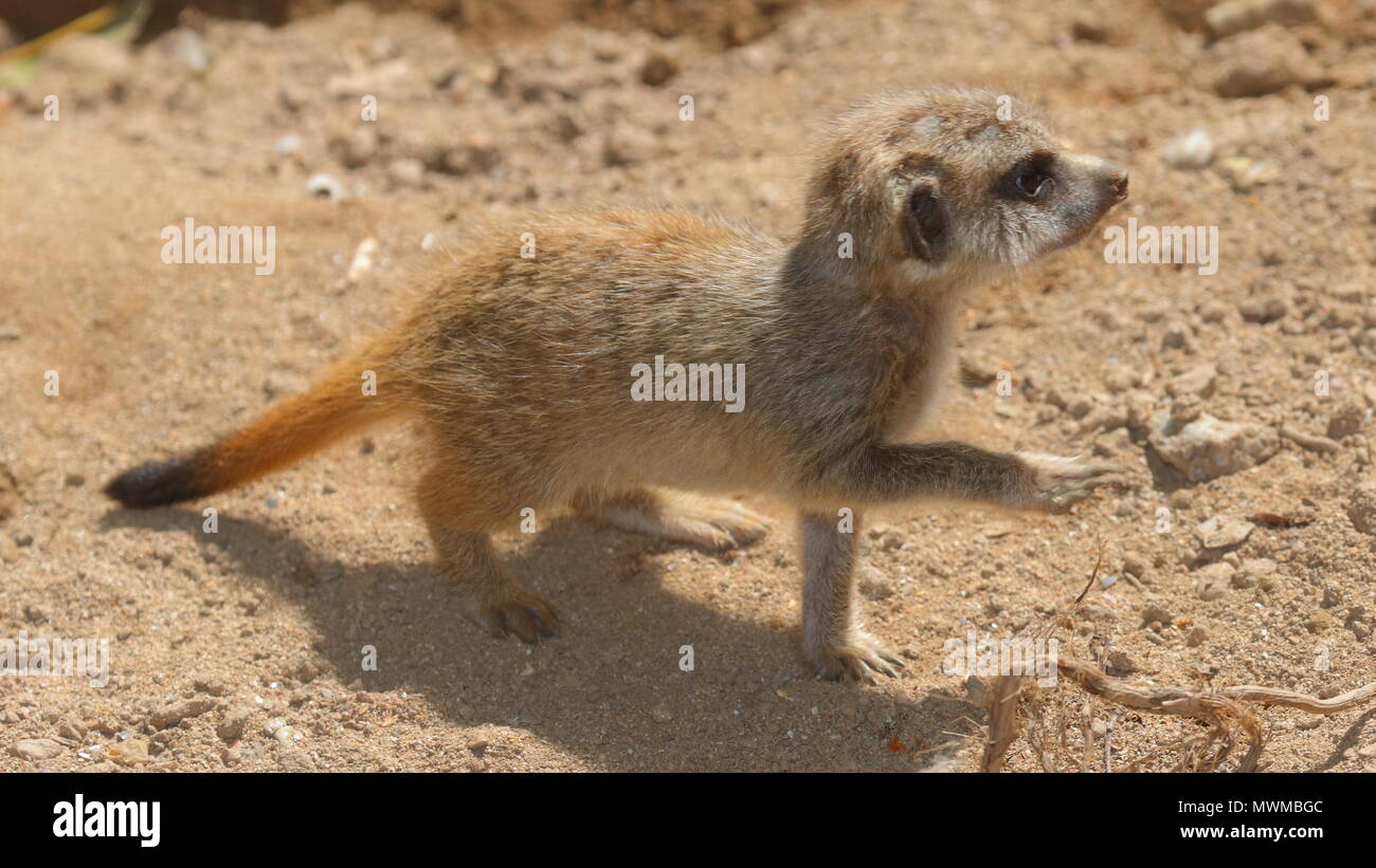 Meerkat Zoo de Newquay à bébé Banque D'Images
