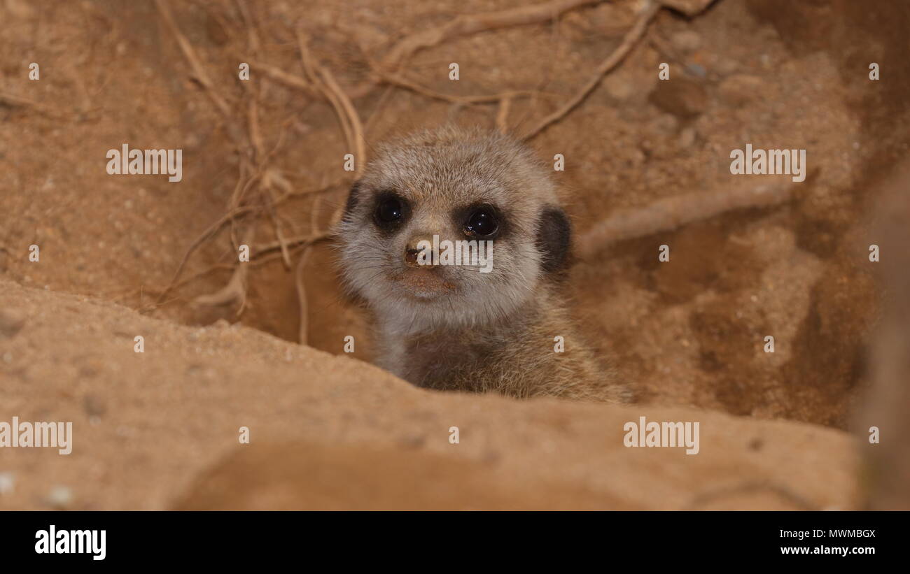 Meerkat Zoo de Newquay à bébé Banque D'Images