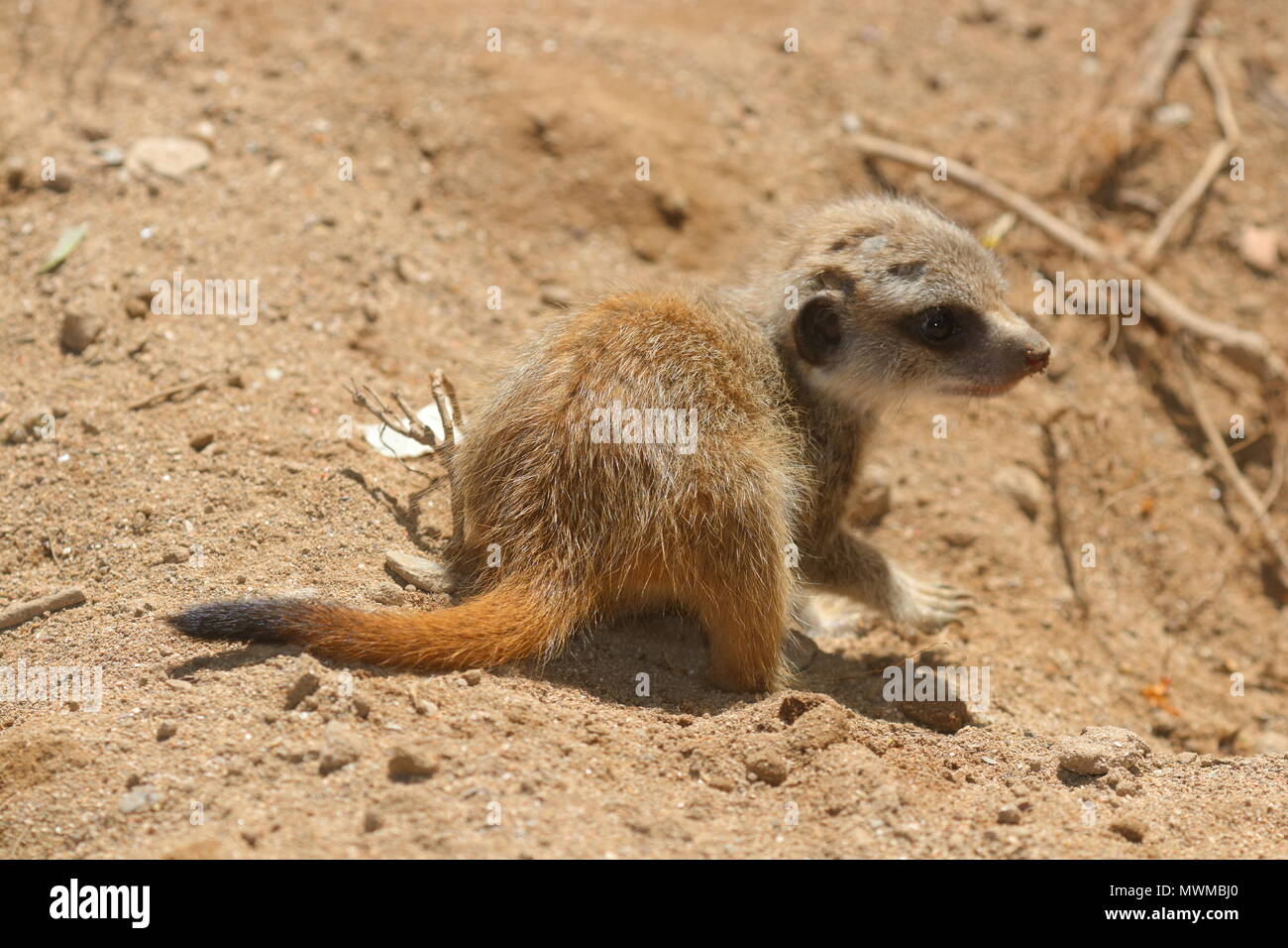 Meerkat Zoo de Newquay à bébé Banque D'Images