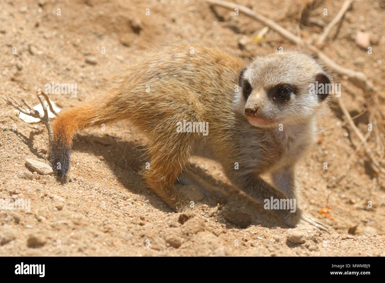 Meerkat Zoo de Newquay à bébé Banque D'Images