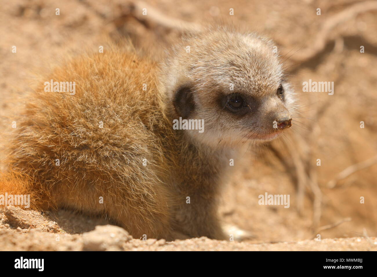 Meerkat Zoo de Newquay à bébé Banque D'Images