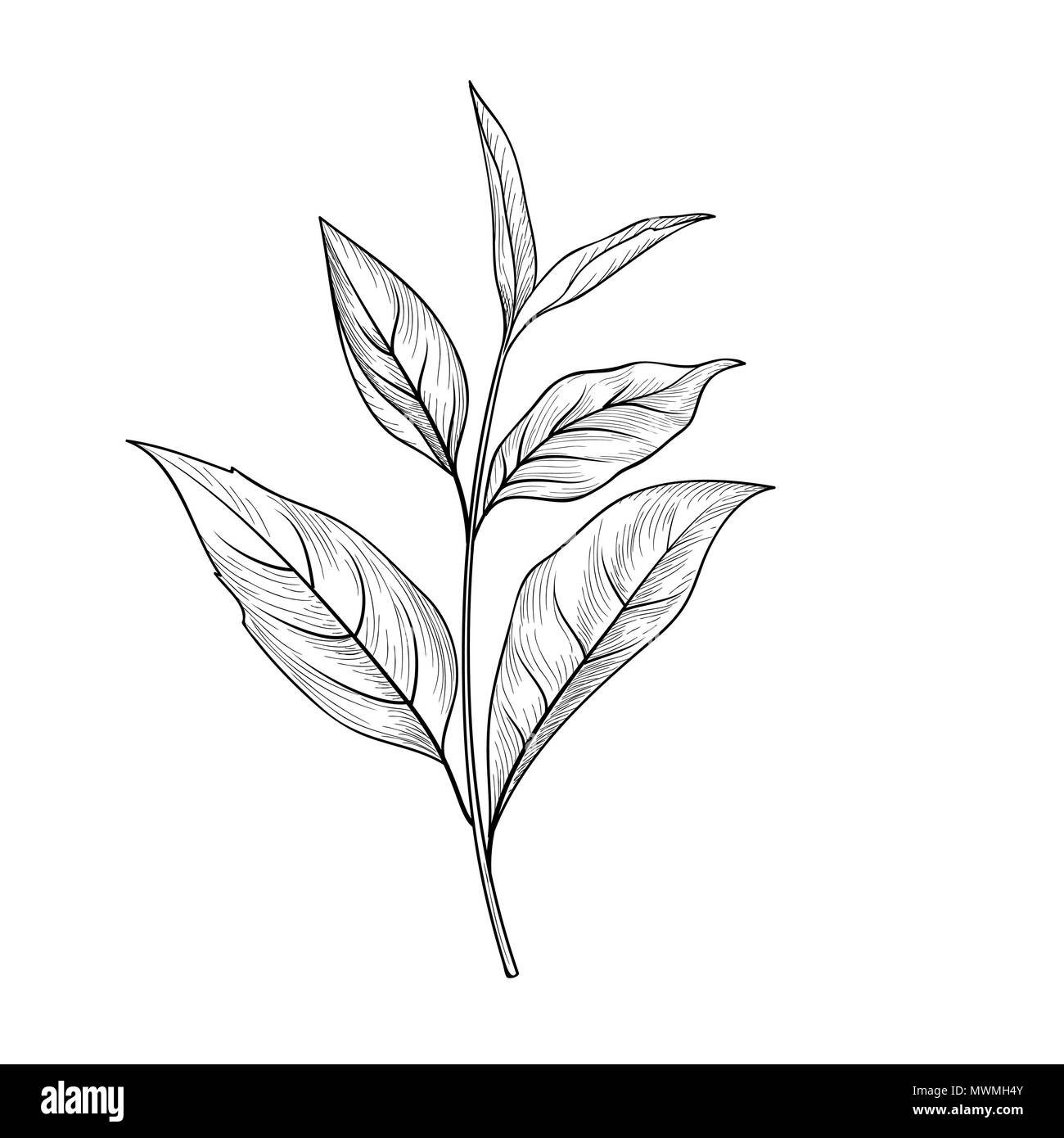 La direction générale de thé croquis. Fond de carte de feuilles de thé pour boisson chaude deasign menu Illustration de Vecteur