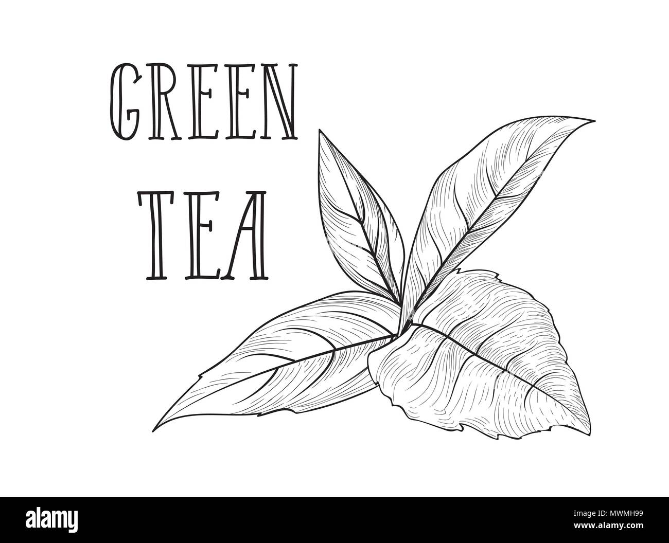 Branche d'arbre de thé vert avec lettrage de l'étiquette d'herbes thé vert. Fond de carte de feuilles de thé pour boisson chaude menu design Illustration de Vecteur