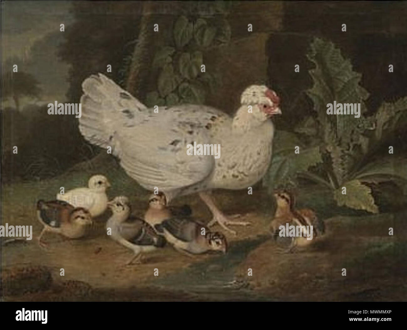 477 Perlhuhn mit 2 Küken Banque D'Images