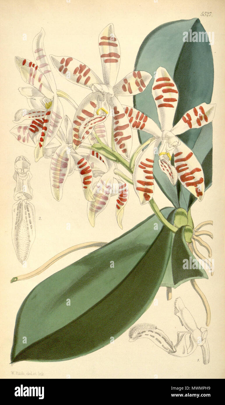 . Illustration de Phalaenopsis sumatrana . 1865. Walter Hood Fitch (1817-1892) del. et lith. Description par James Bateman (1811-1897) 480 Phalaenopsis sumatrana Banque D'Images