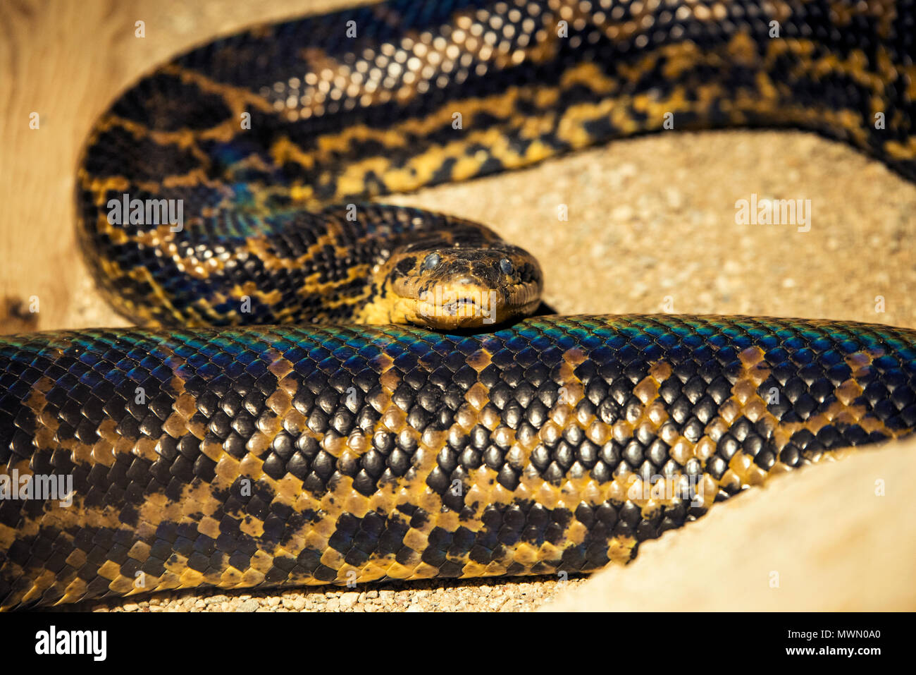 Serpent Python close up shot dans un zoo. Banque D'Images